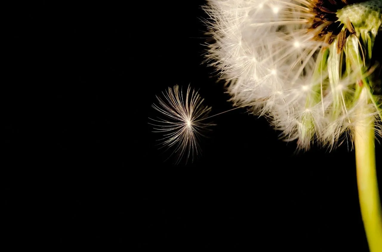 Ein Samen löst sich von einer Pusteblume.