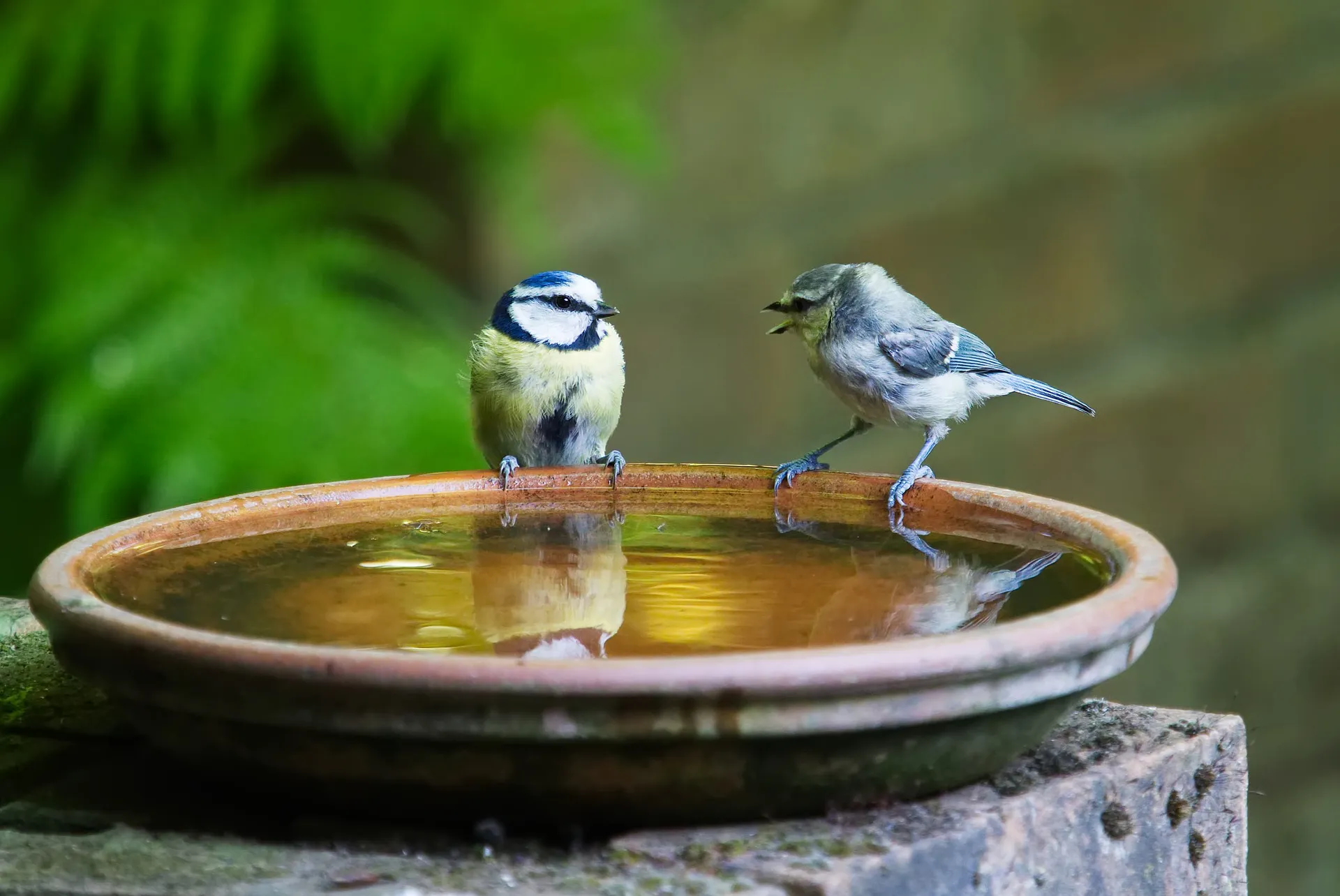 Zwei Vögel sitzen auf dem Rand eines mit Wasser gefüllten Gefäßes.