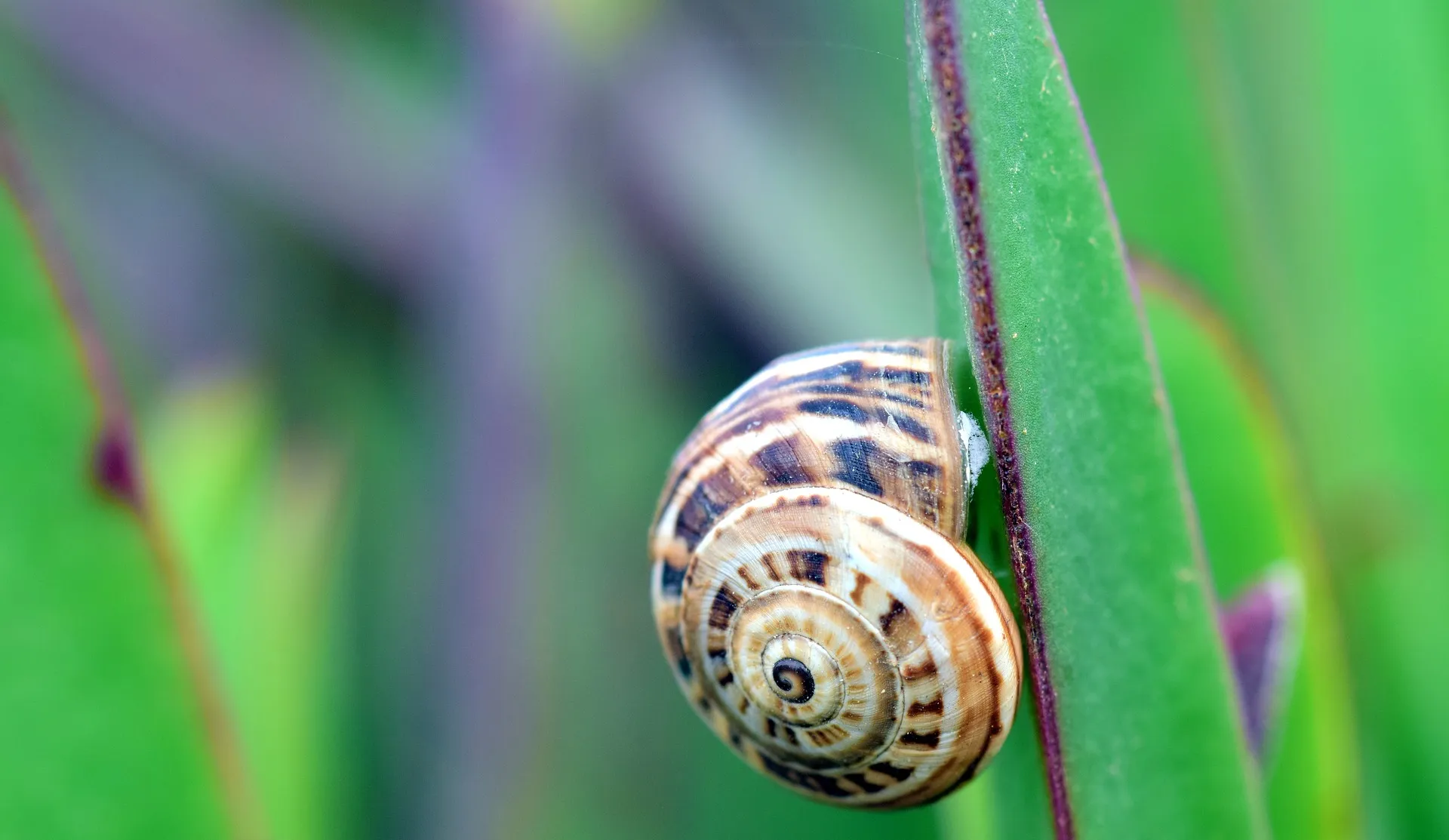 A snail climbs a green stem.